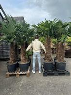 Palmbomen! 30 % korting gehele maand Juli, Tuin en Terras, Planten | Bomen, 100 tot 250 cm, Zomer, Palmboom, Ophalen