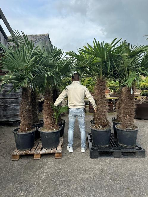 Palmbomen ! 30 % korting gehele maand Augustus !, Tuin en Terras, Planten | Bomen, 100 tot 250 cm, Palmboom, Zomer, Volle zon