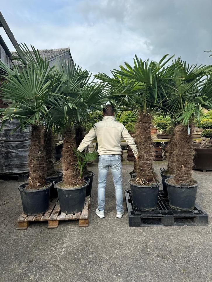 Winterharde palmbomen in de SALE met 25% KORTING!, Tuin en Terras, Planten | Bomen, 100 tot 250 cm, Palmboom, Zomer, Volle zon