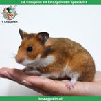 Lieve handtamme Goudhamsters / Syrische hamsters !, Dieren en Toebehoren, Knaagdieren, Meerdere dieren, Hamster, Tam