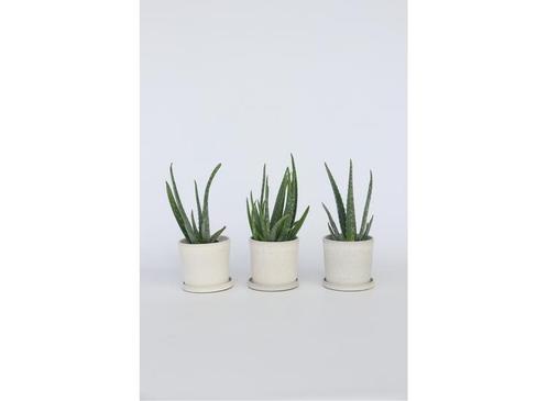 Set van 3 Aloë Vera planten, Huis en Inrichting, Kamerplanten, Verzenden