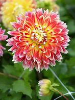 Dahlia Akita Een kleurrijke blikvanger in uw tuin, Tuin en Terras, Bloembollen en Zaden, Ophalen of Verzenden