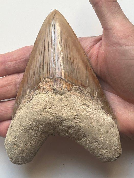 Megalodon - Fossiele tand - Carcharocles megalodon - 13 cm, Antiek en Kunst, Curiosa en Brocante