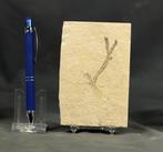 Goed gecentreerde fossiele conifeer met zichtbare schubben.