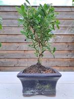 ilex bonsai (japanse hulst) - Hoogte (boom): 21 cm - Diepte