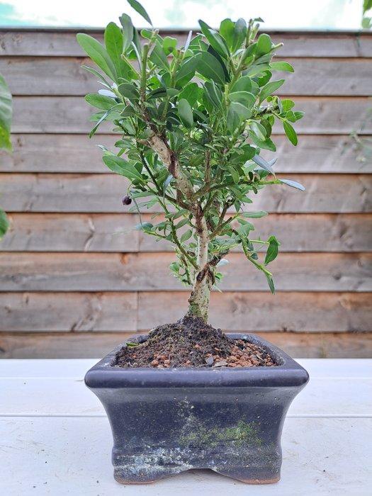 ilex bonsai (japanse hulst) - Hoogte (boom): 21 cm - Diepte, Antiek en Kunst, Curiosa en Brocante