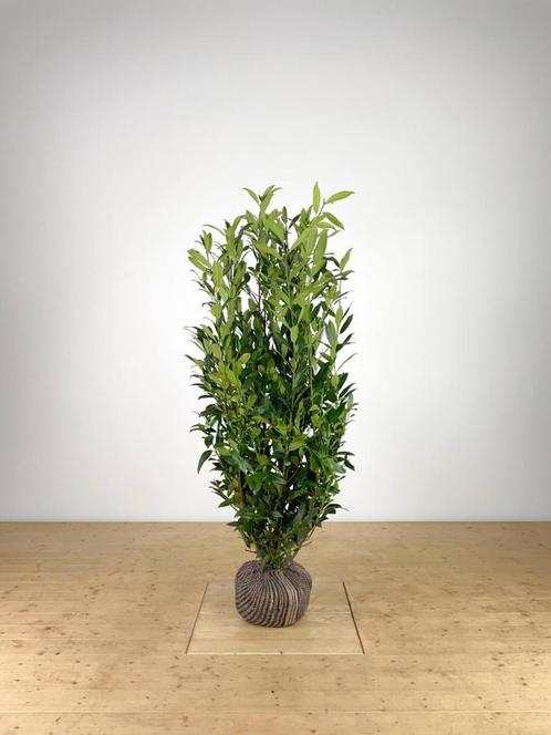 laurier prunus laurocerasus herbergii, Tuin en Terras, Planten | Struiken en Hagen, Laurier, Haag, 100 tot 250 cm, Ophalen of Verzenden