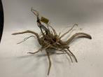 Spiderwood Selected SW107 - 41x40x22cm (Spider wood), Dieren en Toebehoren, Vissen | Aquaria en Toebehoren, Ophalen of Verzenden