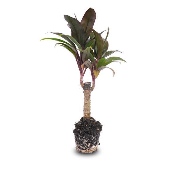 Mini-palm - Cordyline fruticosa Purple Compacta - Terrariu, Huis en Inrichting, Woonaccessoires | Overige, Nieuw, Verzenden
