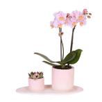 Kolibri Company | Plantenset Valentijn Gradience Pink | Ro, Verzenden, Nieuw