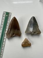 3 Megalodon-tanden maten 3 cm tot meer dan 8 cm - Fossiele