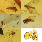 Birmese barnsteen - Fossiele cabochon - Lot of 5 pieces, all