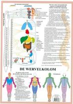 Anatomie poster vegetatief zenuwstelsel (Nederlands, gela..., Verzenden, Nieuw