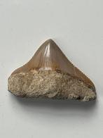 Megalodon tand 3,9 cm - Fossiele tand - Carcharocles, Nieuw