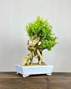 Palmboompje bonsai (Buxus sempervirens) - Hoogte (boom): 50, Antiek en Kunst