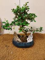 Fukien theeboom bonsai (Carmona retusa) - Hoogte (boom): 29, Antiek en Kunst