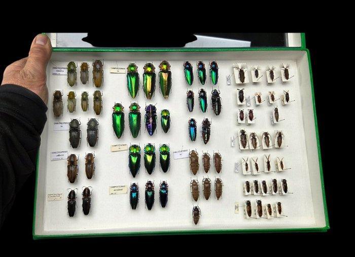 World Beetles Elateridae Collection (39x26 cm) - Diorama, Verzamelen, Dierenverzamelingen