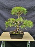 Den bonsai (Pinus) - Hoogte (boom): 35 cm - Diepte (boom):