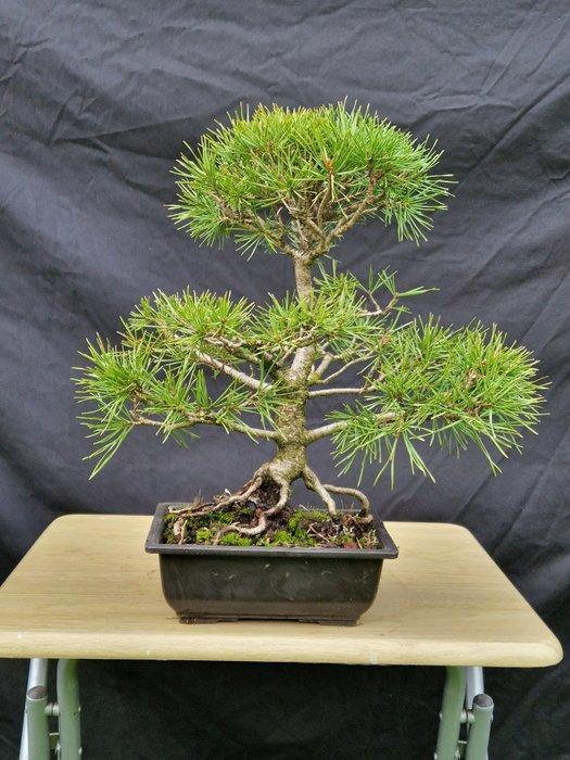 Den bonsai (Pinus) - Hoogte (boom): 35 cm - Diepte (boom):, Antiek en Kunst, Curiosa en Brocante