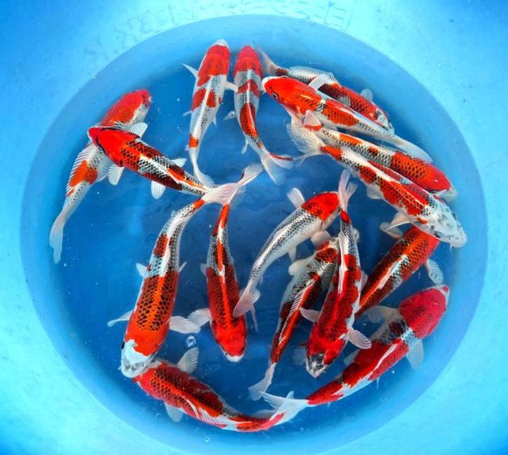 Hirasawa Marusei 28-35cm (Japanse Koi), Dieren en Toebehoren, Vissen | Vijvervissen, Karper of Koi