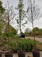 Pyrus calleryana Chanticleer sierpeer, Tuin en Terras, Ophalen