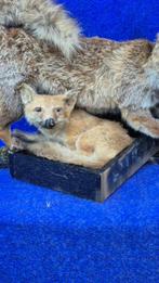 Rode vos Taxidermie wandmontage - Vulpes vulpes - Grande, Nieuw