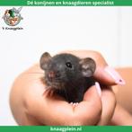 Jonge handtamme dwergratten te koop!, Dieren en Toebehoren, Knaagdieren, Meerdere dieren, Rat, Tam