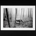 Frank Machalowski - tierwald#174 - Rhino, Antiek en Kunst, Kunst | Schilderijen | Modern