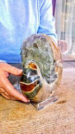 Nautilus - Gefossiliseerd dier - 17 cm - 15 cm, Verzamelen, Mineralen en Fossielen