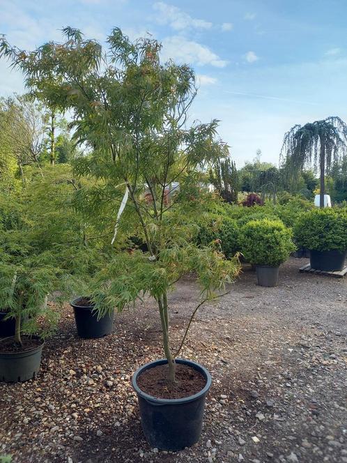 Acer palmatum Koto no. ito Japanse esdoorn, Tuin en Terras, Planten | Bomen, Ophalen