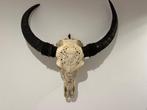 Buffel Schedel van een zoogdier - Onbekend - 62 cm - 82 cm -
