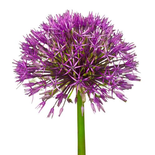 Bloembollen - 80 x Allium Purple Rain - paars, Tuin en Terras, Bloembollen en Zaden, Bloembol, Voorjaar, Volle zon, Verzenden