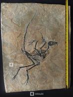 Museumniveau fossiele skelett van Anchiornis, een