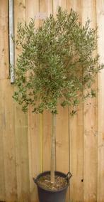 Olijfboom Olea stamhoogte 70 cm en boomhoogte 230 cm - Waren, Tuin en Terras, Planten | Bomen, Verzenden