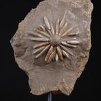 Fossiele Echinoïde op Matrix - Gefossiliseerde schelp -, Nieuw