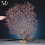 Natuurlijk Zwart Gorgonia - Een Moderne Wunderkammer -