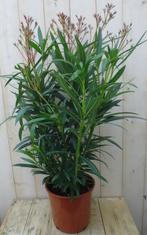 Oleander 100 cm - Warentuin Natuurlijk, Tuin en Terras, Verzenden