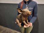 Beeld, Large Bronze Lifelike Pig - Amazing details - 29 cm -