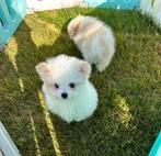 Super mooie mini maltipom teefjes ( maltezer x pomwranian), Parvo, Overige rassen, 8 tot 15 weken, Teef