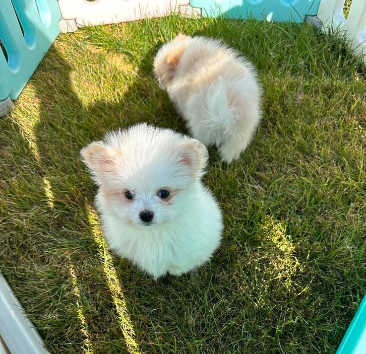 Super mooie mini maltipom teefjes ( maltezer x pomwranian), Dieren en Toebehoren, Honden | Chihuahua's en Gezelschapshonden, Meerdere