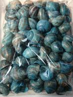 Landsnail small turquoise 250 gram geverfde landslak, Ophalen of Verzenden, Nieuw