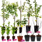 Voedselbos pakket - 20 Fruitplanten - Op 25m2 Wildplukken!