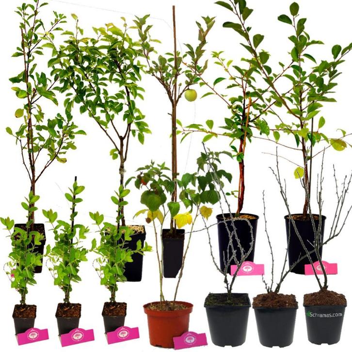 Voedselbos pakket - 20 Fruitplanten - Op 25m2 Wildplukken!, Tuin en Terras, Planten | Fruitbomen, 100 tot 250 cm, Appelboom, Lente