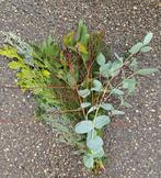 Actie conifeermix gemengd conifeer bundel +/- 10 st /bundel, Ophalen of Verzenden, Nieuw