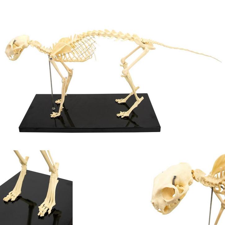 Anatomie model skelet kat, Sport en Fitness, Massageproducten