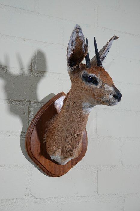 No reserveprice Steenbok Taxidermie wandmontage - Raphicerus, Verzamelen, Dierenverzamelingen