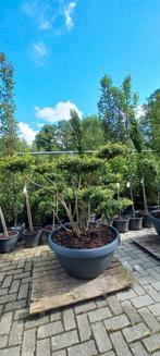 Ilex Crenata bonsai Japanse hulst in Sierpot, Tuin en Terras, Ophalen, Nieuw