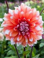 Dahlia Holland festival (Oranje-wit, Dahlia’s kopen?), Ophalen of Verzenden