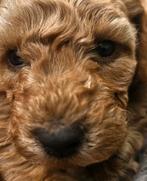 Sunshine Doodledreamteam Doodletjes, Parvo, Nederland, Overige rassen, 8 tot 15 weken