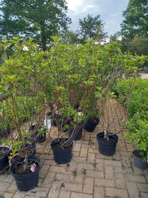 Hydrangea Vannille Fraise Renhy groot, Tuin en Terras, Planten | Struiken en Hagen, Ophalen